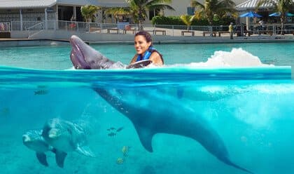 Dolphin Swim Adventure 