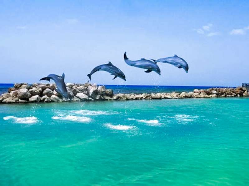 DOLPHIN COVE’S CHAIRMAN VACATES OFFICE