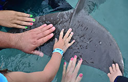 DOLPHIN CONNECTION EARNS AMERICAN HUMANE 
					CERTIFIED SEAL FOR EXCEPTIONAL ANIMAL WELFARE