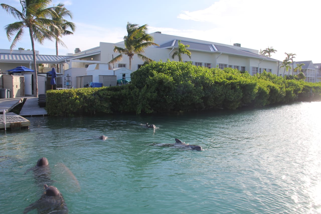 DOLPHIN DISCOVERY ACQUIRES DOLPHIN CONNECTION PARK IN FLORIDA