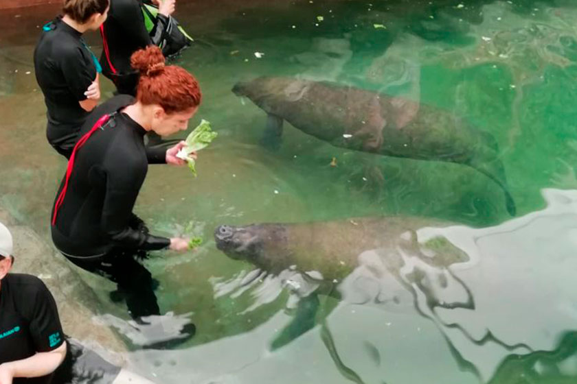 THE DOLPHIN COMPANY AND THE GUADALAJARA ZOO JOIN EFFORTS FOR CONSERVATION