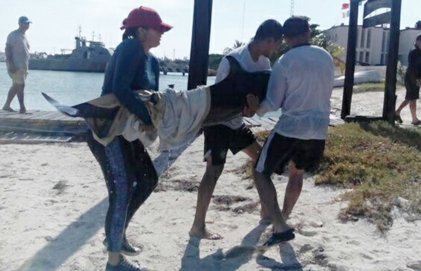 RESCUE OF A STRANDED DOLPHIN IN THE YUCATAN BEACHES