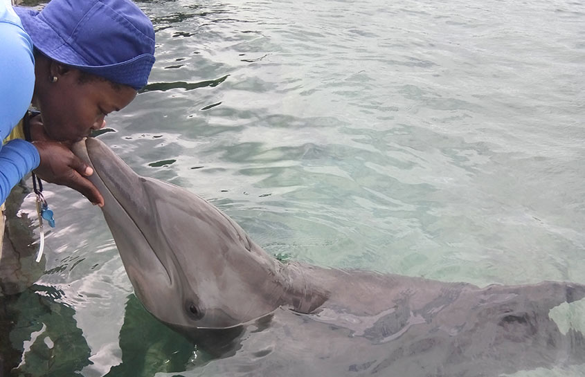 THE PERSONNEL AND THE DOLPHINS ARE SAFE AND WELL AFTER HURRICANE IRMA HIT ANGUILLA AND TORTOLA 