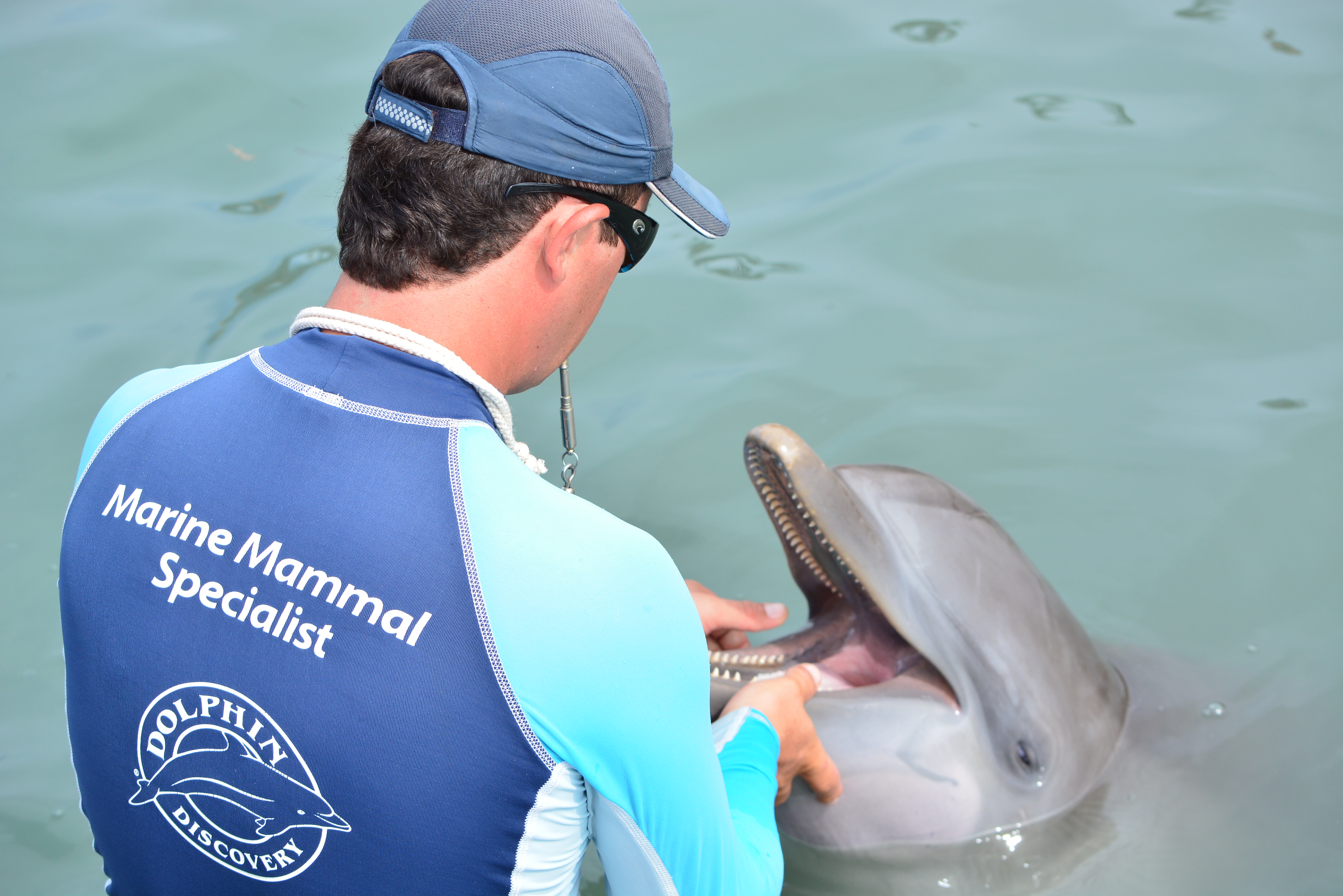 THE PERSONNEL AND THE DOLPHINS ARE SAFE AND WELL AFTER HURRICANE IRMA HIT ANGUILLA AND TORTOLA 