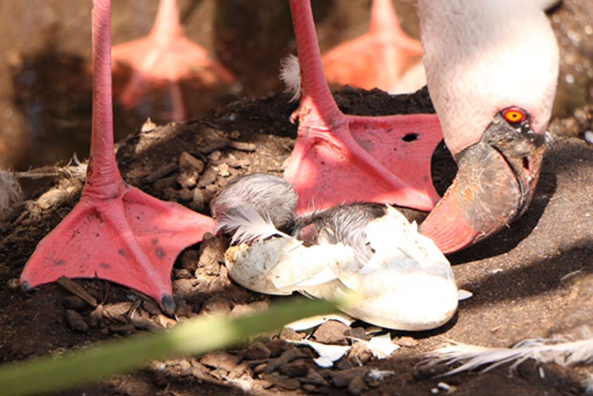 THE FIRST BREEDING OF DWARF FLAMINGO IS BORN IN ZOOMARINE