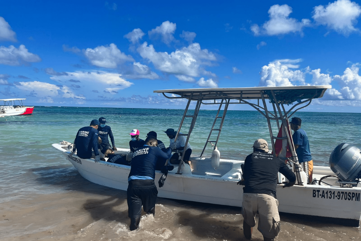 DOLPHIN DISCOVERY PUNTA CANA 
							REHABILITATES DISORIENTED WILD DOLPHIN