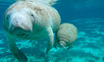 DOLPHIN DISCOVERY CELEBRATES THE INTERNATIONAL MANATEE DAY
