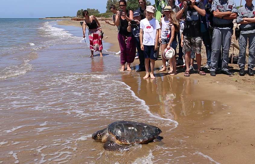 Tortuga Penelope